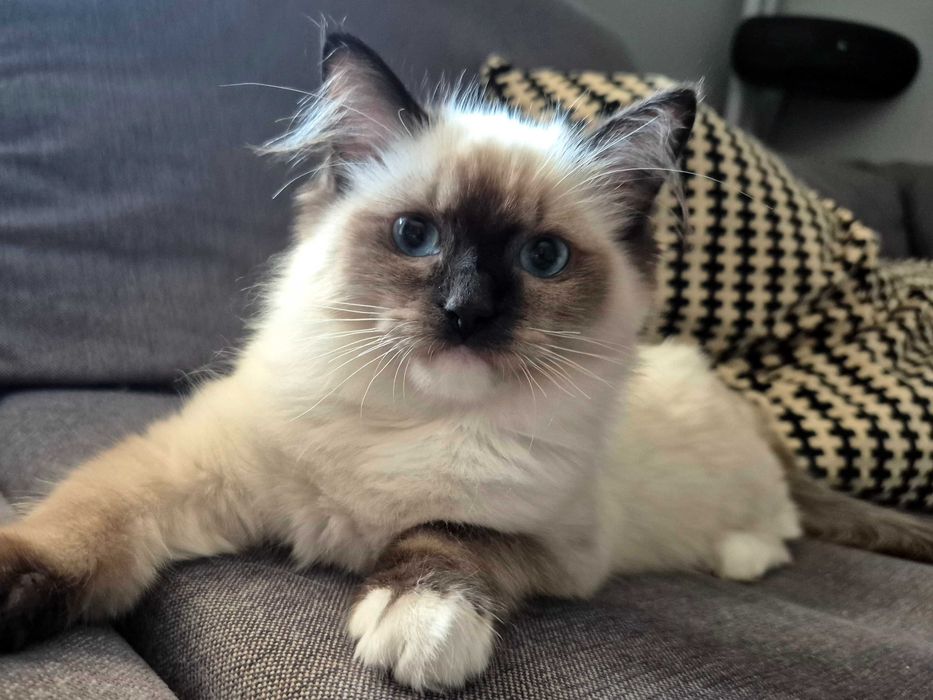 Kotka Ragdoll seal mitted