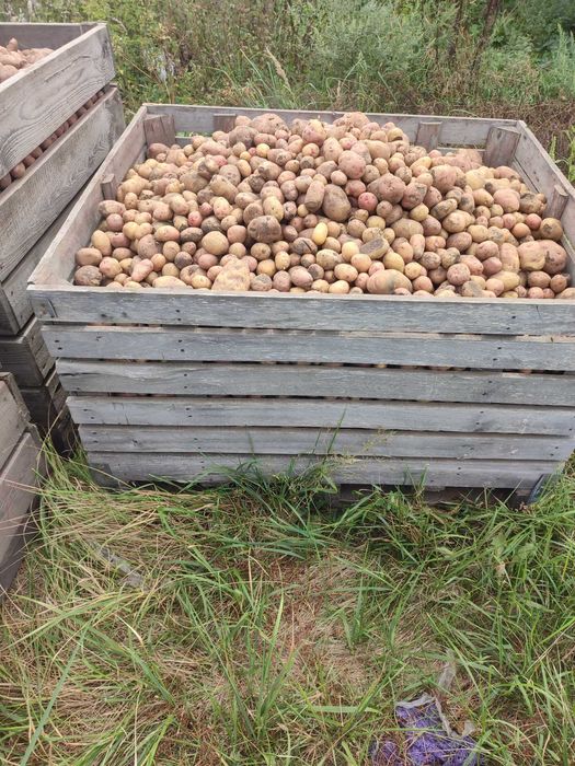 Контейнер овочевий (дерев'яний), для картоплі та інших овочів, 45 шт