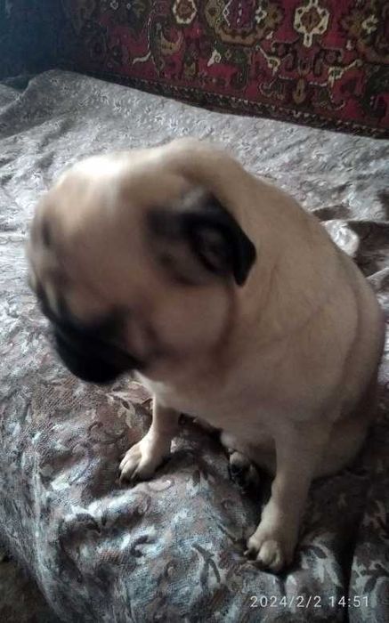 Доросла Дівчинка Мопс - 6 років!