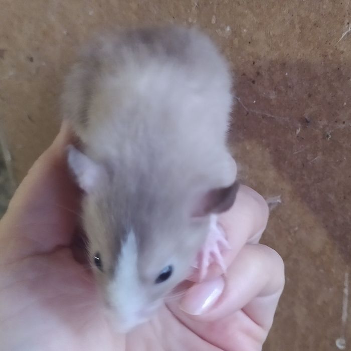 Крысенок Дамбо малыш