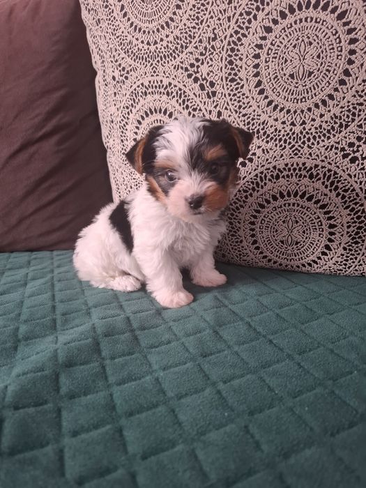 Yorkshire terrier biewer