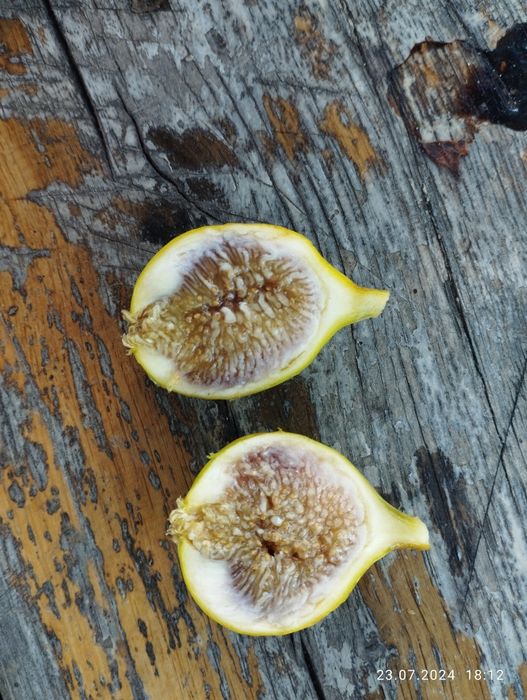 Інжир гранат актинідія