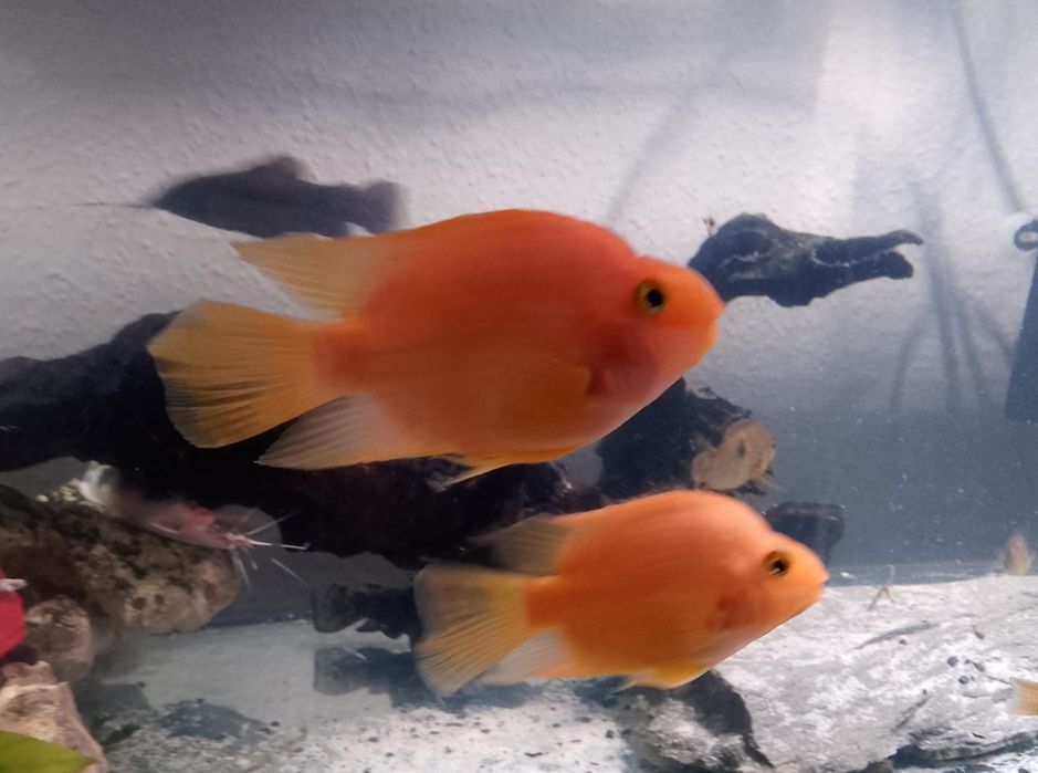 Sprzedam lub wymienię za ryby