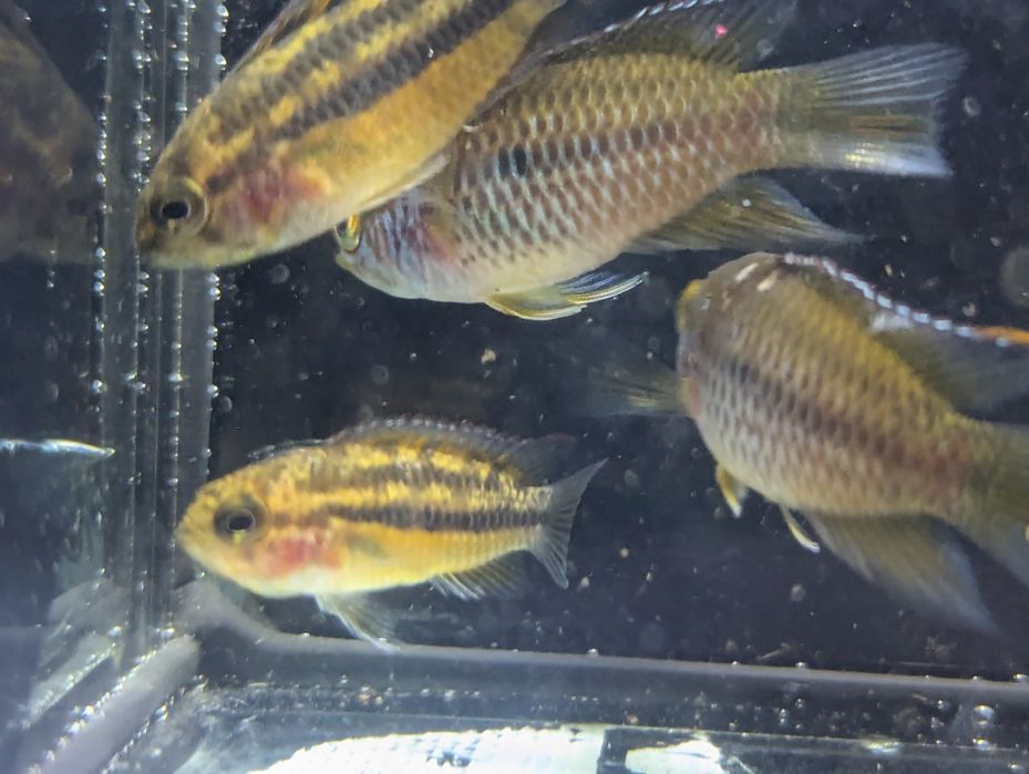 Nannacara anomala akara paskowana