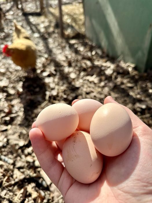 Кури яєчної породи