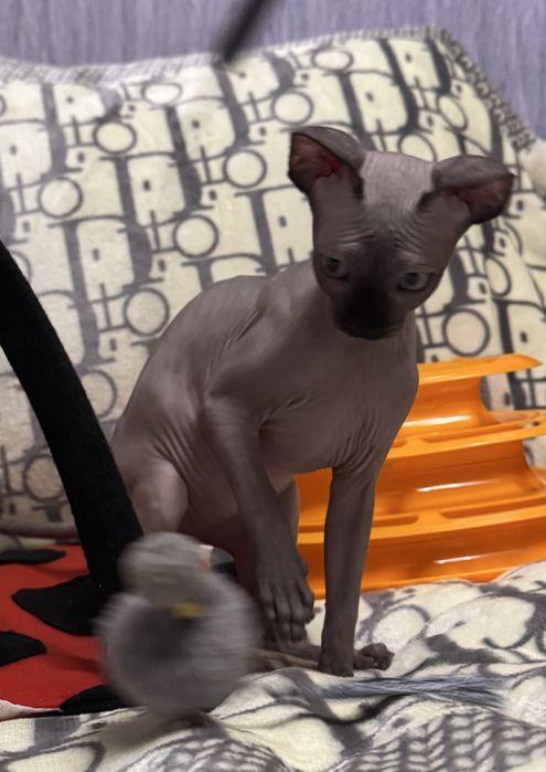 Клубные котята Канадский сфинкс