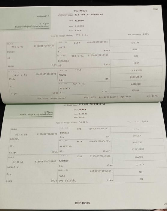 Klacz Śląska sprzedam