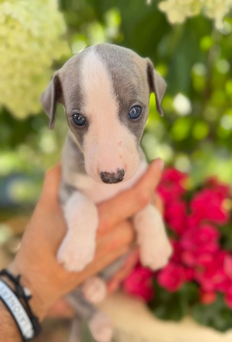 Whippet chłopiec