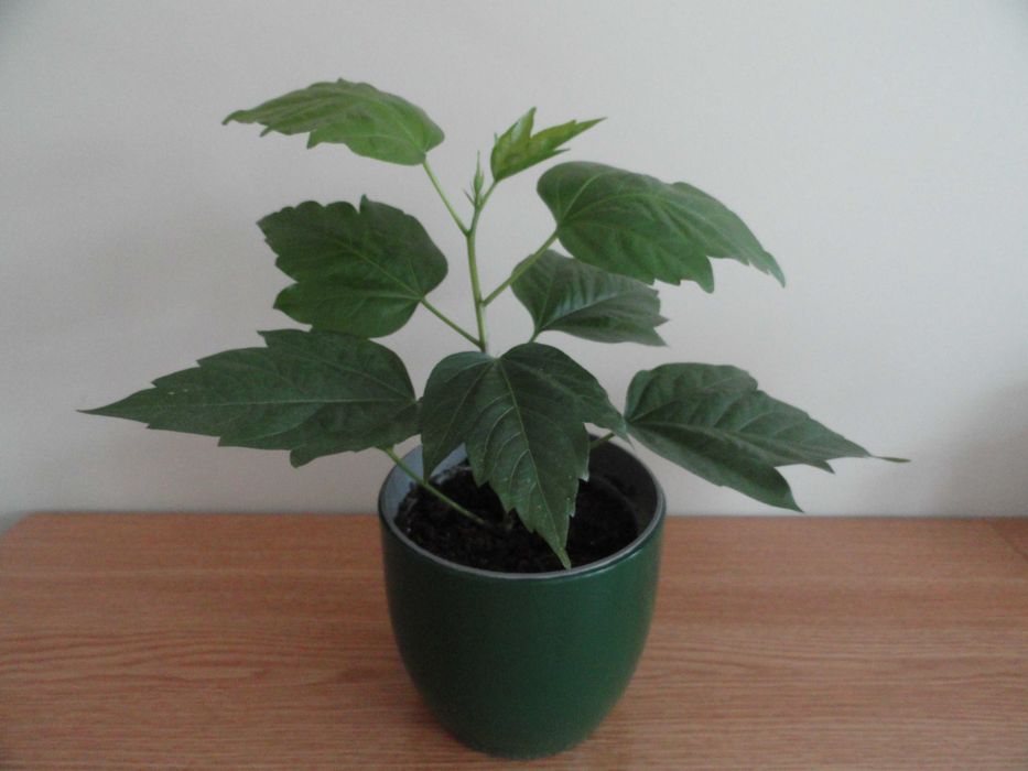 hibiskus / róża chińska / kwiaty doniczkowe