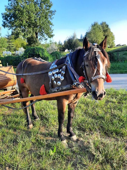 Koń pod zaprzęg- sprzedam wałacha