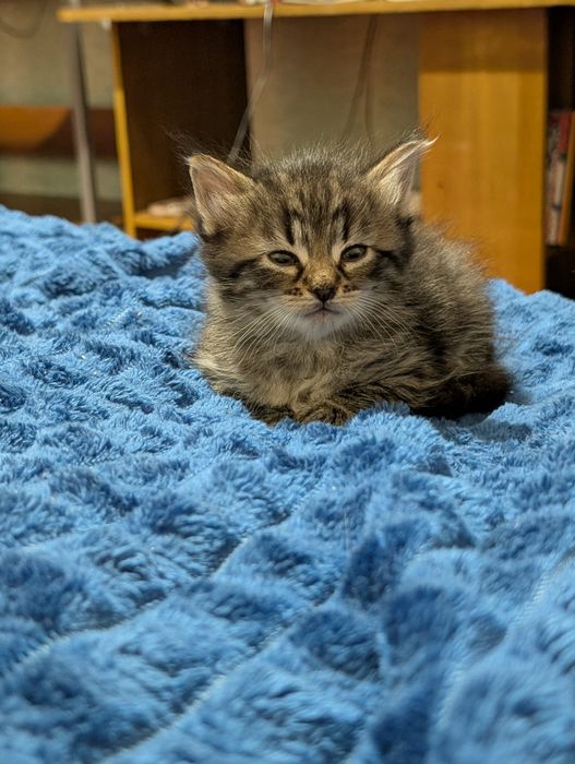 Кошенята шукають дім та люблячу сім'ю