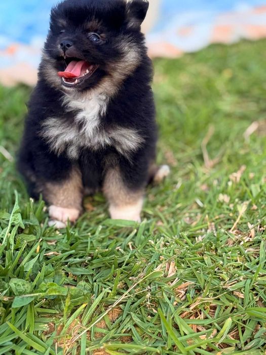 Lindo Spitz macho
