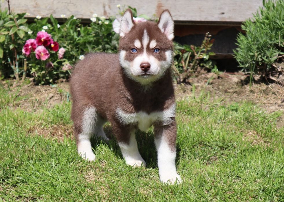 Zjawiskowy chłopczyk siberian husky ZKwP FCI