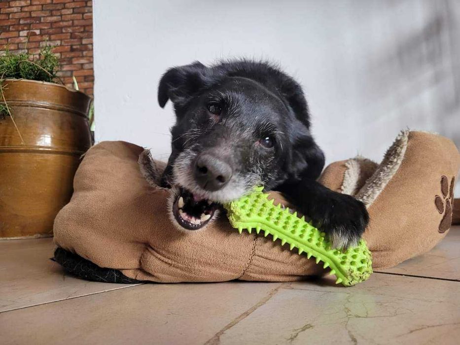 Magda - średnia sunia do adopcji