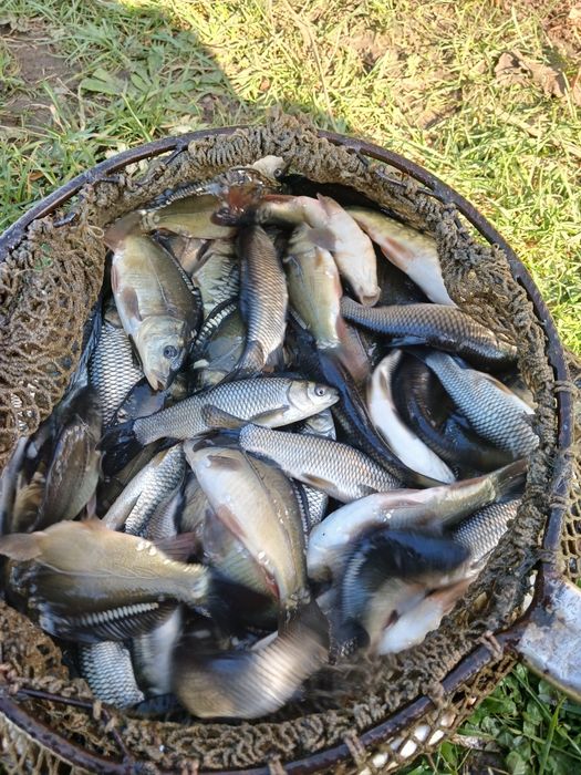 Продам зарибок коропа