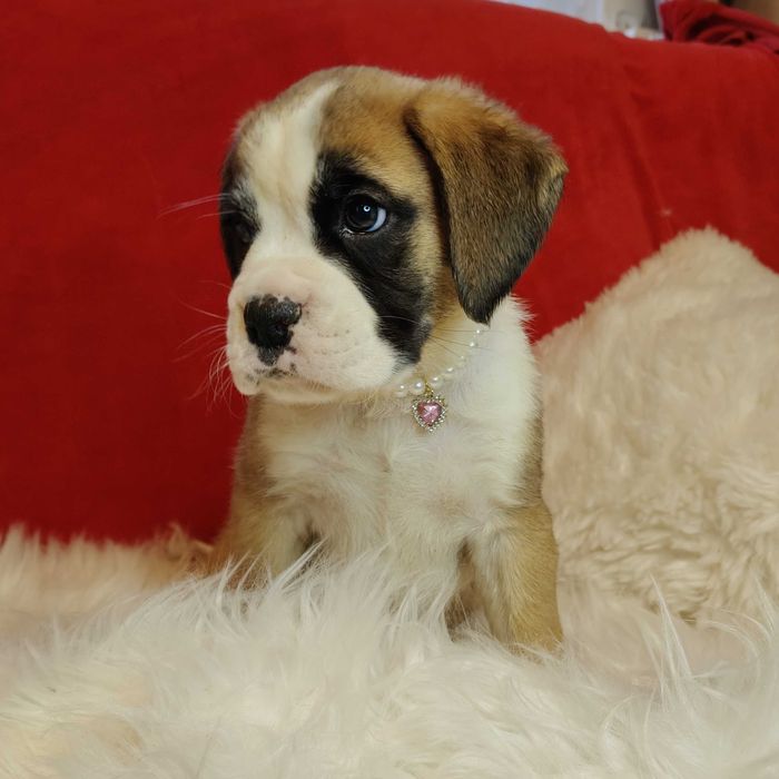 Bokser wspaniałe szczenie