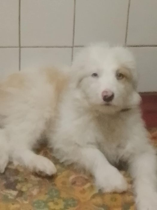 Продам добре, лагідне,розумне цуценя 100 грн срочно в хороші руки