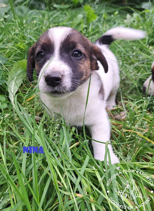 Jack Russell Terrier suczka rodowód