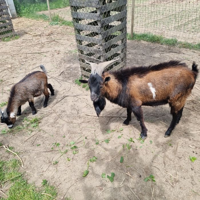Cabrito / Bode com 20 meses de idade