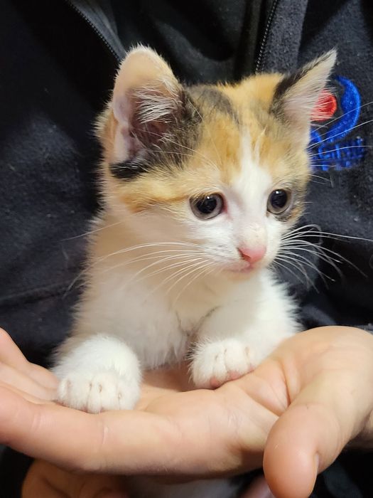 Віддам кіточку в хороші руки