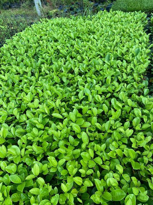 Laurowiśnia Novita do 100cm Laurowiśnie gratisowy dowóz Bochnia