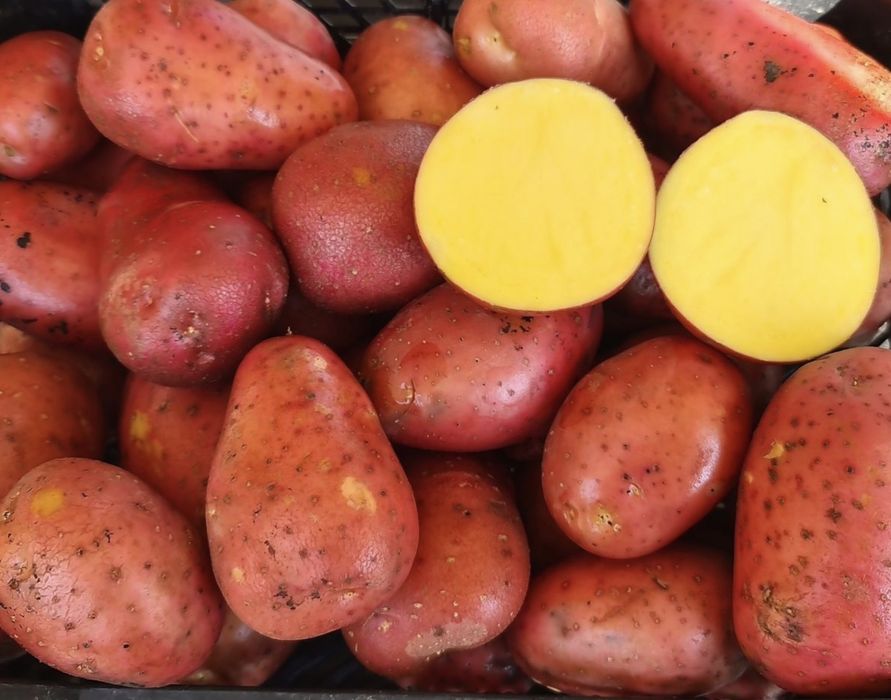 Zestaw warzyw 24kg z wysyłką od rolnika