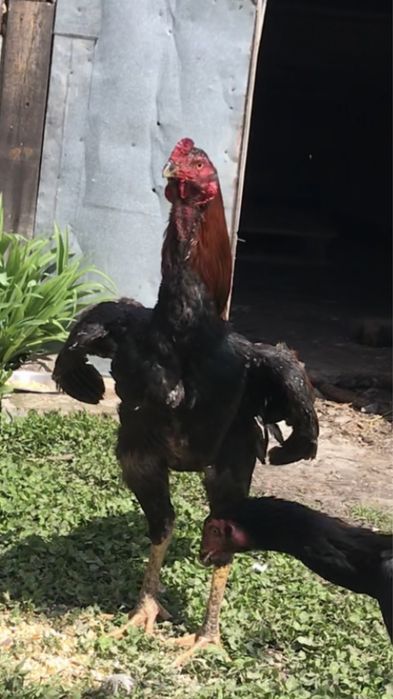 Куры и петухи Бойцовские О Шамо