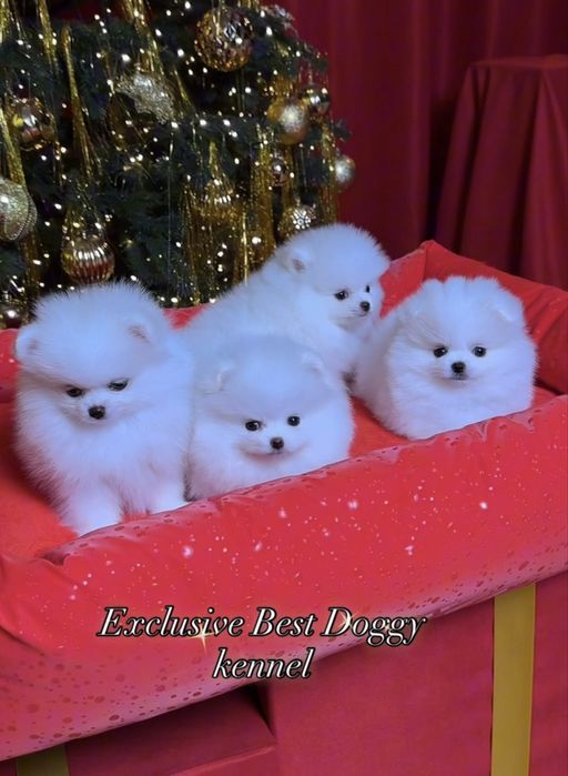 Шик і ексклюзив - VIP лакшері сегмент - цуценята померанські шпіци !