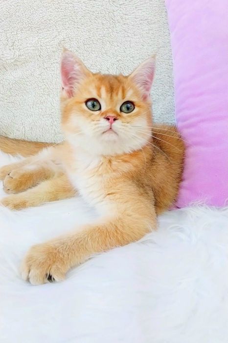 Зеленоглазый шотландский котёночек