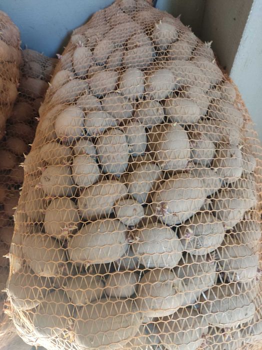 Ziemniaki  drobne paszowe