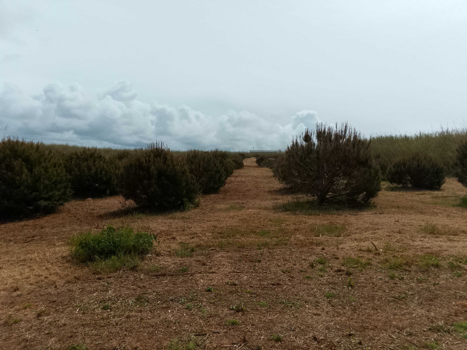 Terreno rústico na Serra do Bouro