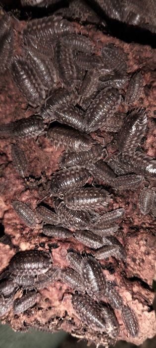 Isópodes ( Bicho da Conta ) Várias Espécies