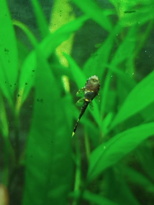 Рибки сомики,креветки