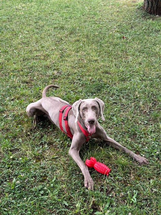 O Weimaraner Hugo está à procura de uma família [adoption]