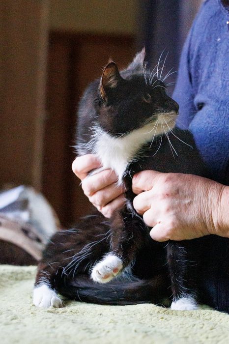Czarno-biały kocurek Śliniak czeka na adopcję