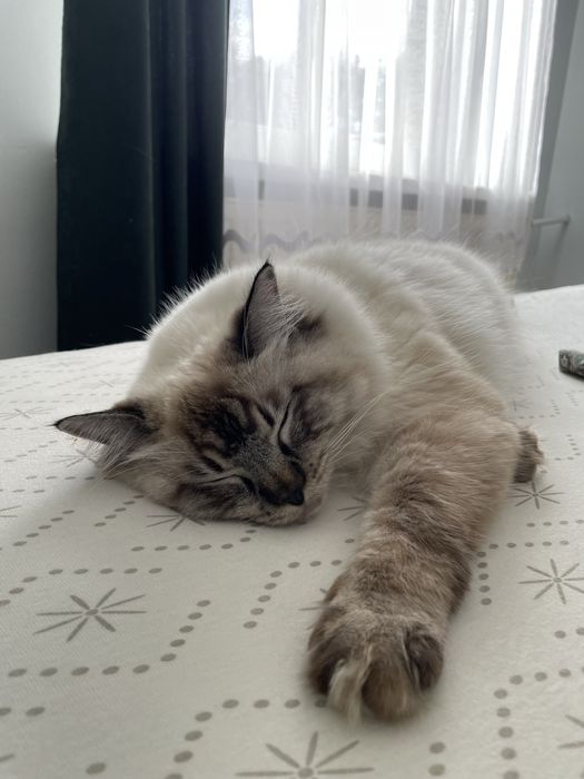Kotka Ragdoll 2 letnia