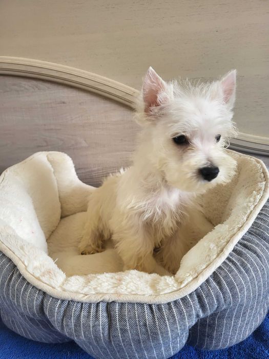 Цуценята Вест Хайленд Уайт Тер'єр