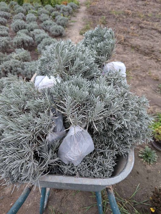 Саджанці лаванди