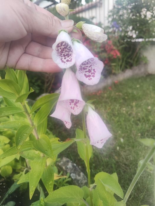 Naparstnica purpurowa