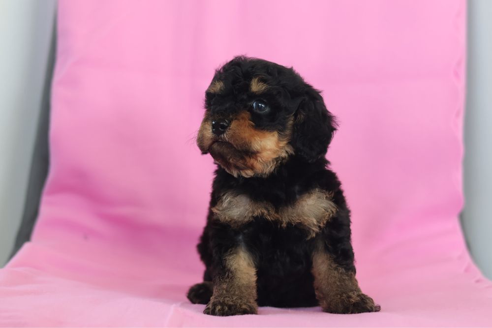Cavapoo F2B samiec