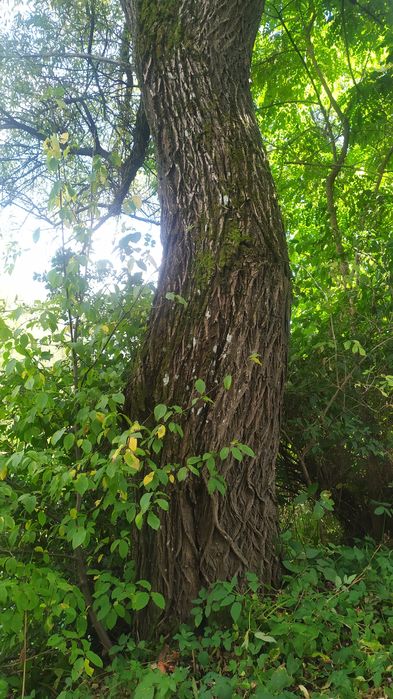 Продам кругляк ясеня.