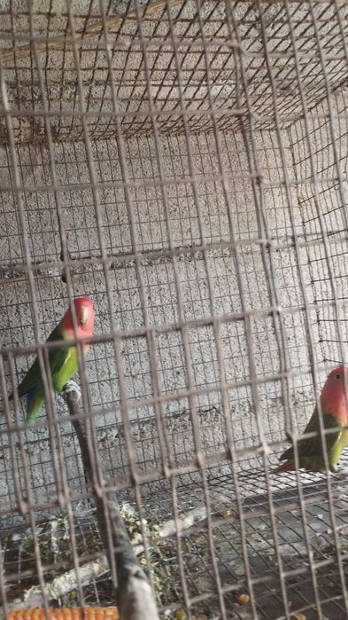 Vendo casal de agaponis fisher