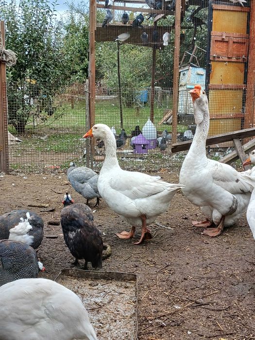 Гусак на плем'я лінда