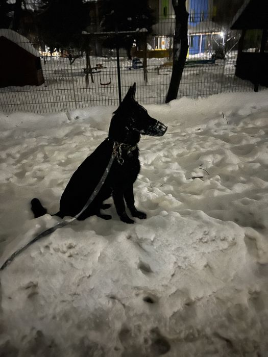 Продається німецька вівчарка