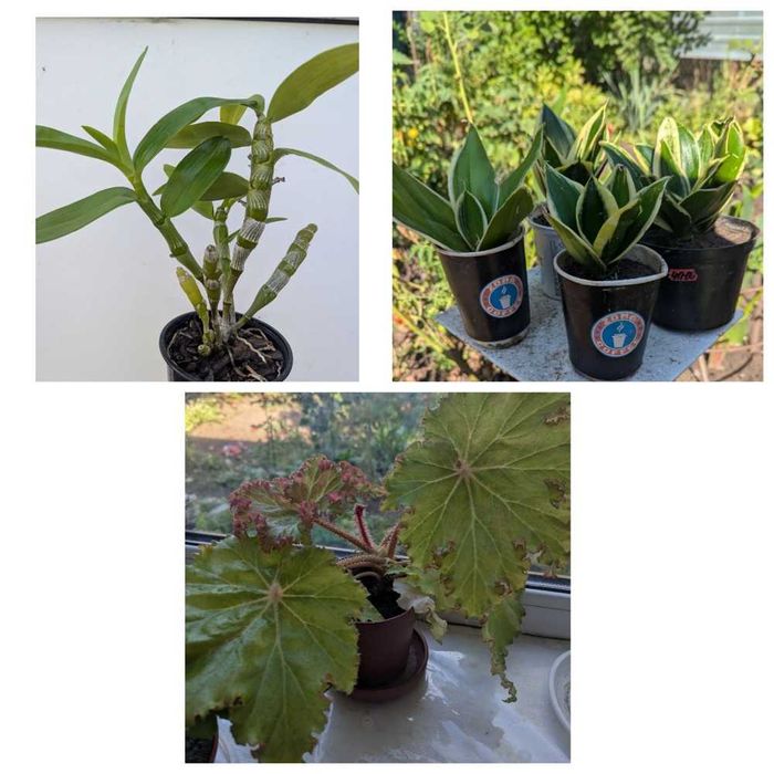 Кімнатні рослини (бегонія, дендробіум, сансівєра)