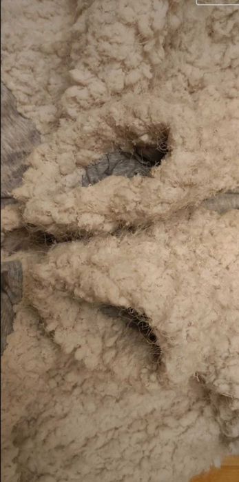 Kremowa kurtka Marc Cain