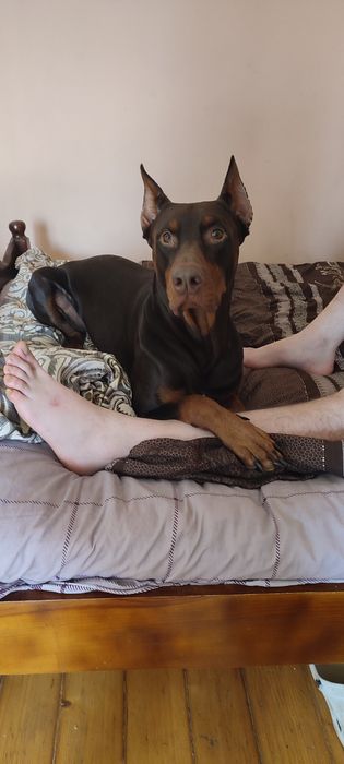 На вязку приглашает молодой кобель породы Доберман