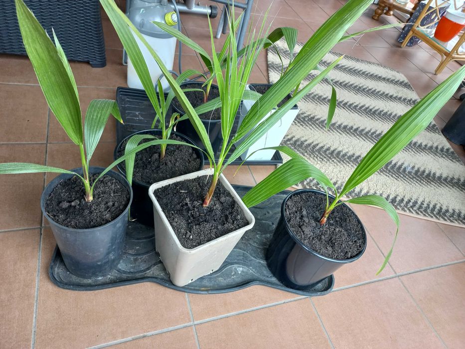 Palma Washingtonia Robusta 50 cm
