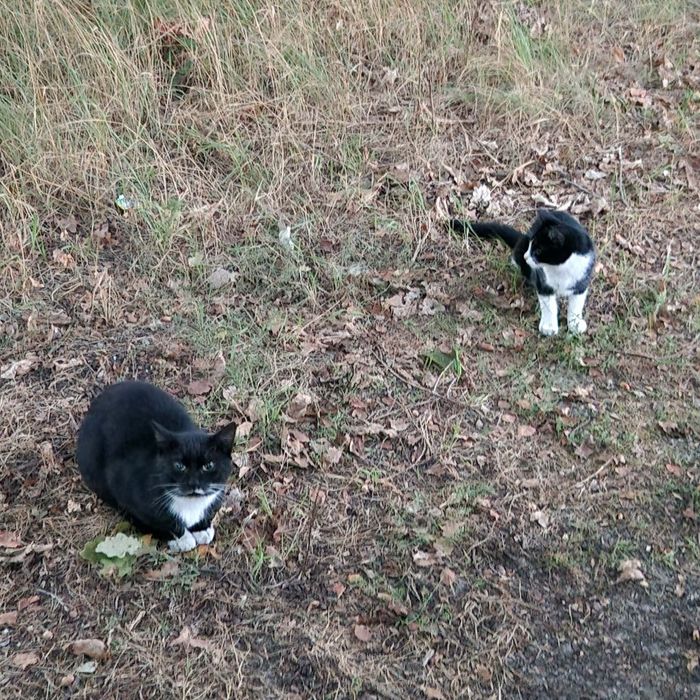 One nie mają czasu. Kocięta z lasu.
