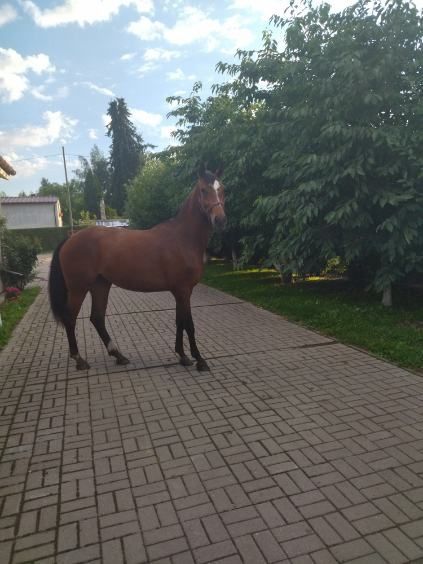 Klacz wielkopolska